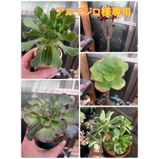 アルマジロ様　専用　多肉植物(その他)