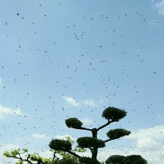 カラー説明書付き！ 日本蜜蜂誘引液500ml ミツバチ 巣箱 蜜蜂 分蜂 蘭 ...