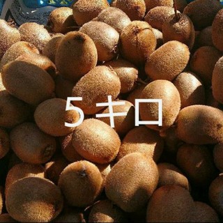 5-1 無農薬有機栽培 キウイフルーツ 5kg お得！(フルーツ)