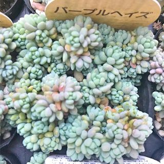 パープルヘイズ　セダム　多肉植物(その他)