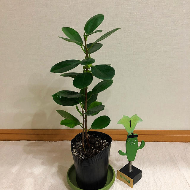 観葉植物　パンダガジュマル①  ハンドメイドのフラワー/ガーデン(その他)の商品写真