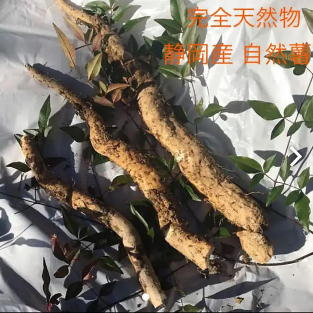 食品自然薯 完全天然物 静岡産　1キロ