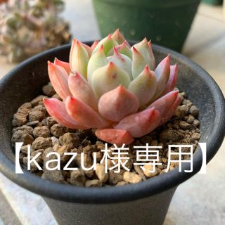 【kazu様専用】エケベリア　ティッピー　ベビーフィンガー　多肉植物　韓国苗(その他)