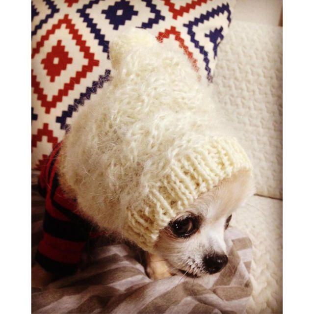 オーダー用デザイン見本 ■ 犬用帽子 ■ ウエア 防寒 手編み ⑥妖精モヘア ハンドメイドのペット(ペット服/アクセサリー)の商品写真