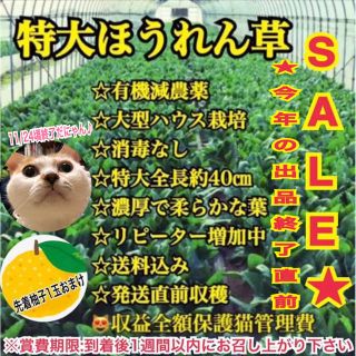 利益ほぼ無し出血大SALE！！24日頃出品終了！特大有機減農薬ほうれん草2㎏(野菜)