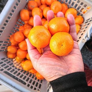 小玉みかん10kg★熊本産みかん“肥のさやか”酸味が少なく甘くてとても食べやすい(フルーツ)