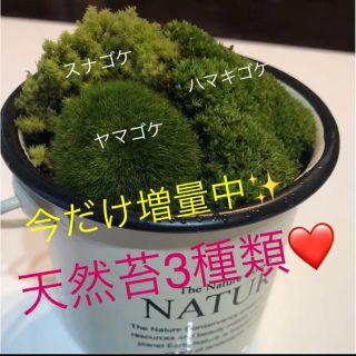 天然苔！旬の苔パック！お買い得^_^(その他)