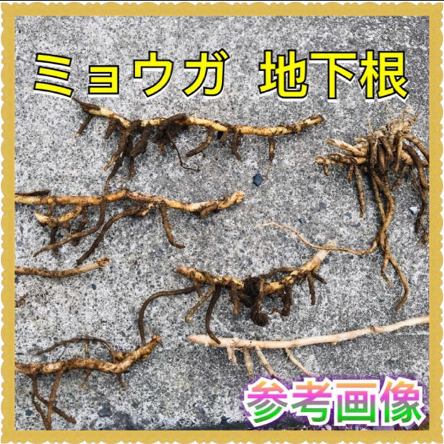 10株 ミョウガ 【野放し・手間いらず】地下根 食品/飲料/酒の食品(野菜)の商品写真