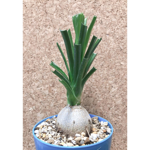 トックリラン(徳利蘭、Beaucarnea recurvata)スズラン亜科 ハンドメイドのフラワー/ガーデン(その他)の商品写真