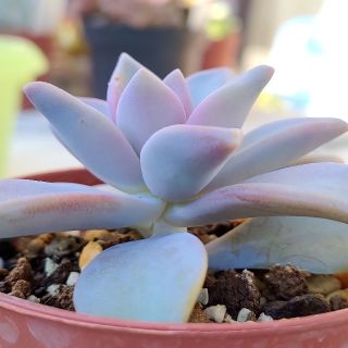 多肉植物　桜牡丹　ムスコーサ