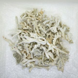 【送料込】天然サンゴ約1kg(アクアリウム)