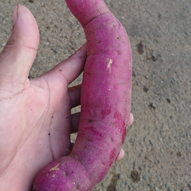 さつまいも 金時 訳あり  1,2キロ 食品/飲料/酒の食品(野菜)の商品写真