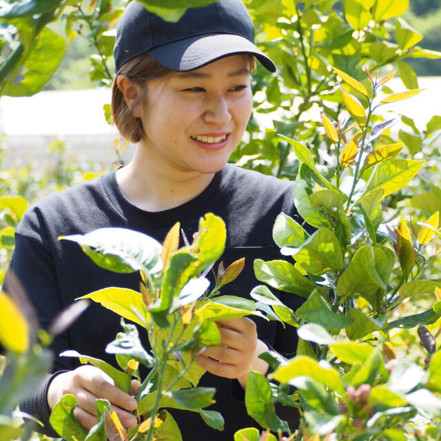 B級品レモン 化学農薬不使用 大崎上島産 広島 瀬戸内  1kg 食品/飲料/酒の食品(フルーツ)の商品写真