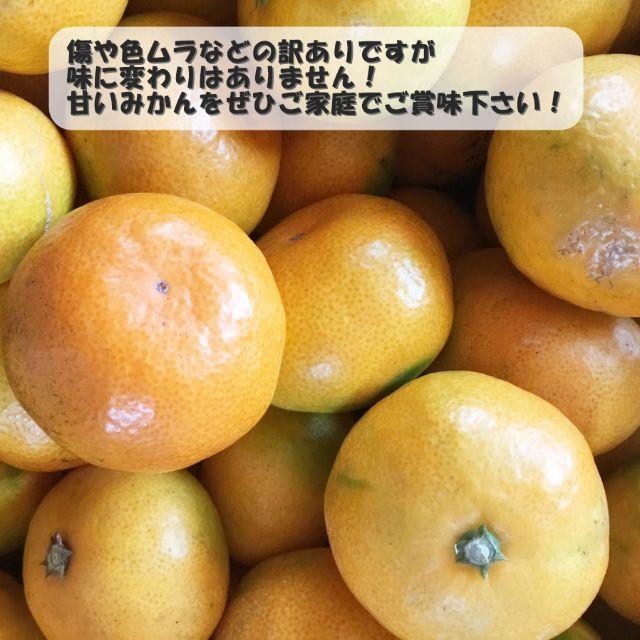 みかん 愛媛県産 小粒 15kg 送料込み 訳あり 極早生 早生 蜜柑 食品/飲料/酒の食品(フルーツ)の商品写真