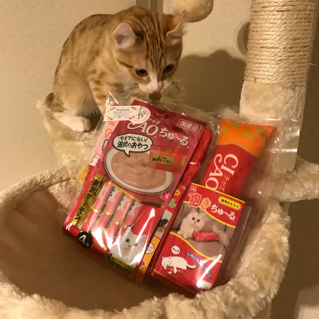 専用 その他のペット用品(猫)の商品写真