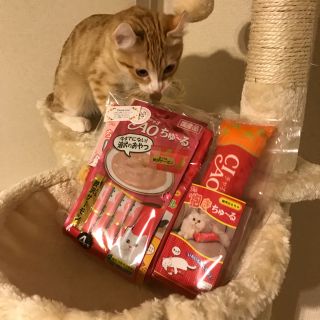 専用(猫)