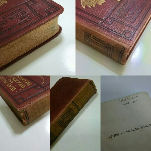 39 イギリスの古い植物図鑑 アンティーク ヴィンテージ 洋書 39 イギリスの古い植物図鑑 アンティーク ヴィンテージ 洋書