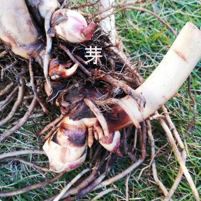 花の球根④　カンナ・トロピカーナゴールド　芽付き球根 ハンドメイドのフラワー/ガーデン(その他)の商品写真