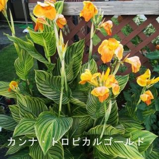 花の球根④　カンナ・トロピカーナゴールド　芽付き球根(その他)