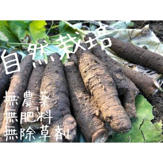 「自然栽培」サラダごぼう コンパクト(野菜)