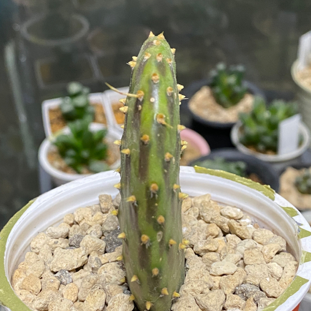 多肉植物 サボテン オプンチア ステノペタラ パンダ団扇 の通販 By ゆうじ S Shop ラクマ 多肉植物 サボテン オプンチア ステノペタラ パンダ団扇 の通販 By ゆうじ S Shop ラクマ