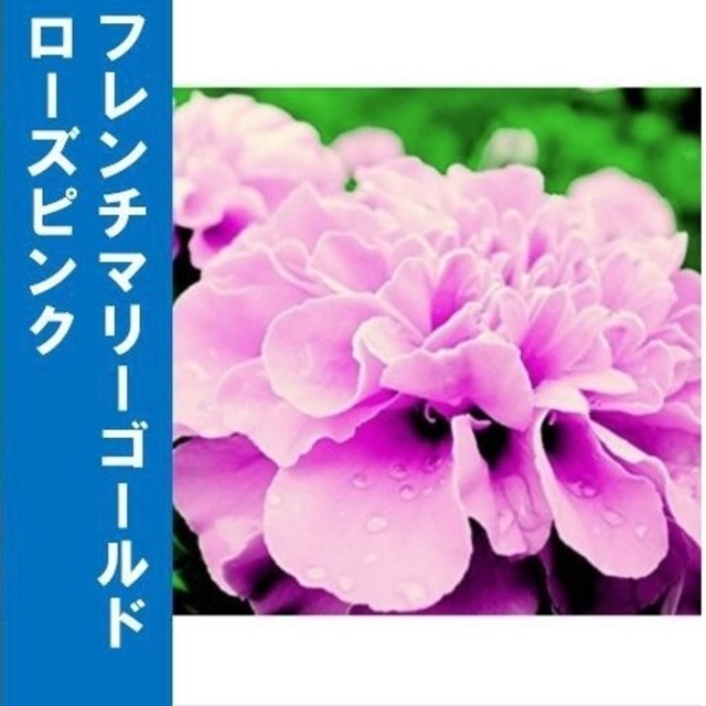 【フレンチマリーゴールド】ローズピンク　種子30粒 ハンドメイドのフラワー/ガーデン(その他)の商品写真