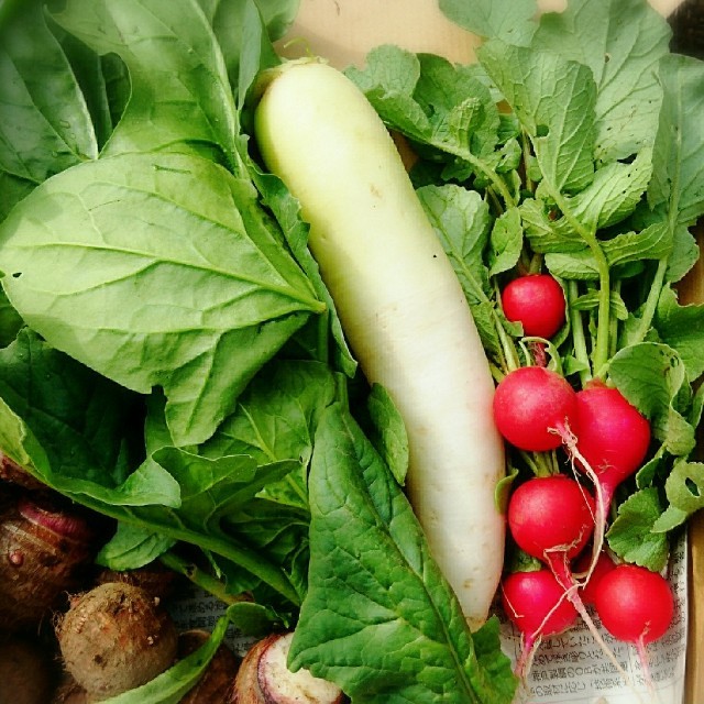 無農薬❗新鮮野菜セット〈コンパクトbox〉(ラインナップのこ確認を) 五島列島産 食品/飲料/酒の食品(野菜)の商品写真