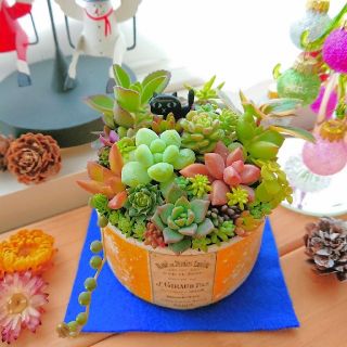 多肉植物 多肉寄せ植え 黒猫にゃんこ(ФωФ)多肉の森 すぐ飾れる(その他)