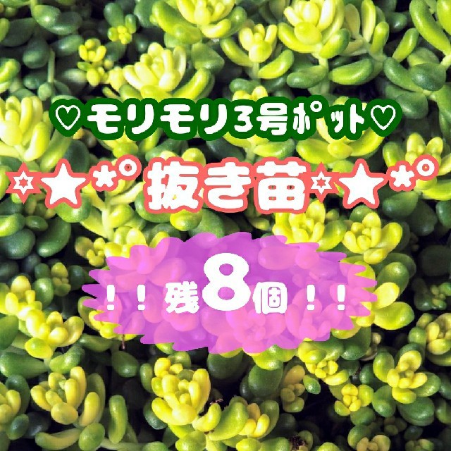 !!抜き苗!!【レア】斑入りタイトゴメ 多肉植物 セダム 紅葉 ハンドメイドのフラワー/ガーデン(その他)の商品写真