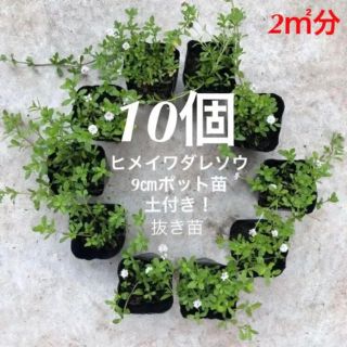 ヒメイワダレソウ 白花 10個 土付抜き苗９㎝ポット（7.5㎝ポット17個相当(その他)