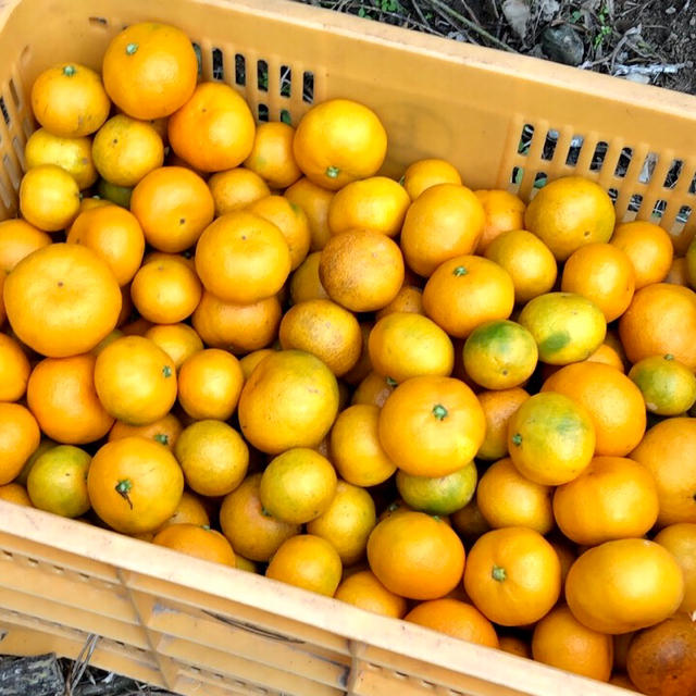 大崎上島産 みかん 5kg 広島 瀬戸内 食品/飲料/酒の食品(フルーツ)の商品写真