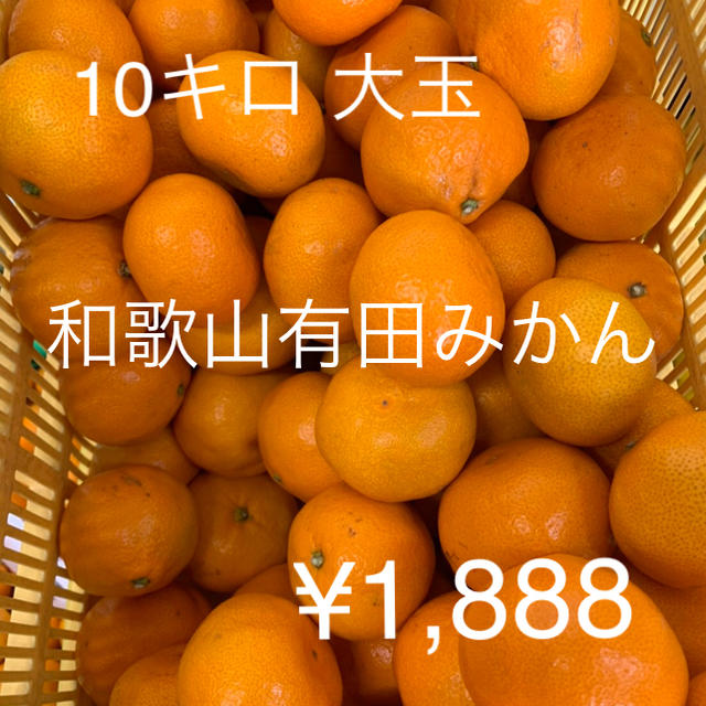 訳あり★和歌山有田みかん １０kg 大玉（2L〜３Lサイズ） 食品/飲料/酒の食品(フルーツ)の商品写真