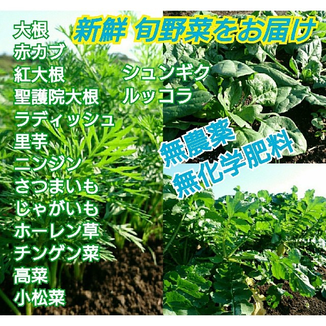 無農薬❗新鮮野菜セット(70サイズ) じゃがいもも収穫開始～ 長崎県五島列島産 食品/飲料/酒の食品(野菜)の商品写真