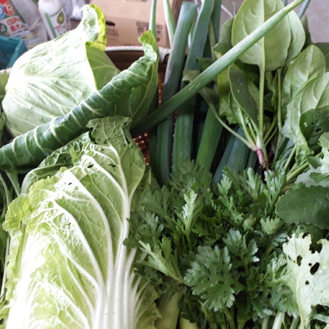 露地野菜詰め合わせ60サイズ(お任せ) 食品/飲料/酒の食品(野菜)の商品写真