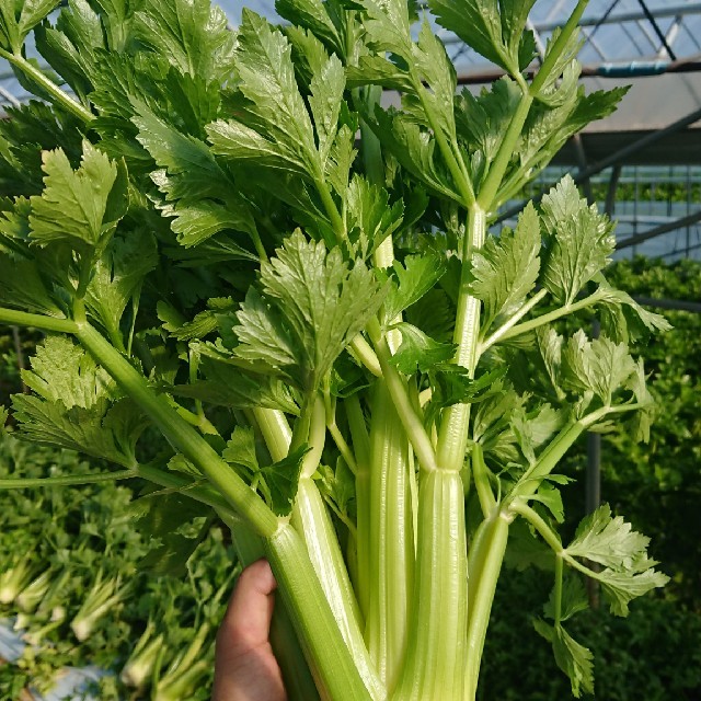 ポンカン様専用 食品/飲料/酒の食品(野菜)の商品写真