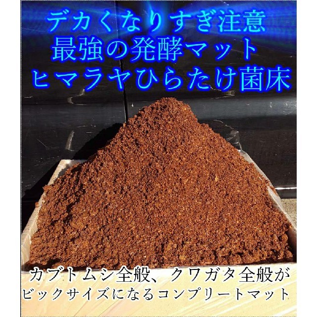 送料無料60ℓ、カブトムシ幼虫の餌！巨大化！ヒマラヤひらたけ発酵マット