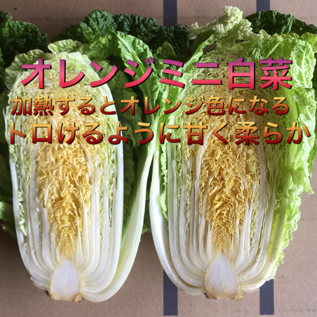 野菜BOX  Lサイズ 食品/飲料/酒の食品(野菜)の商品写真