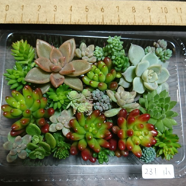 多肉植物 カット苗 231 ハンドメイドのフラワー/ガーデン(その他)の商品写真