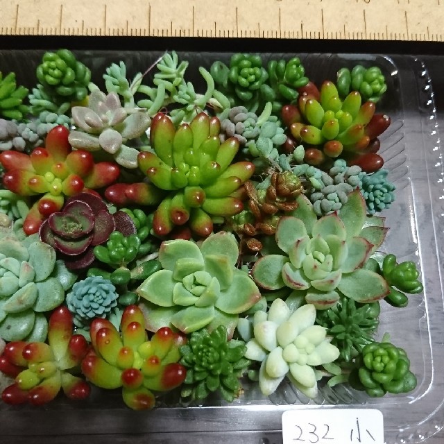 多肉植物 カット苗 232 ハンドメイドのフラワー/ガーデン(その他)の商品写真