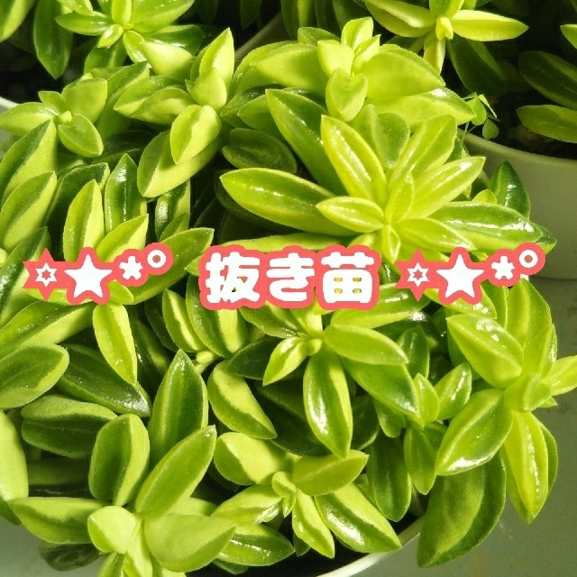 【!!抜き苗!!】ニパドラ 多肉植物 ペペロミア ハンドメイドのフラワー/ガーデン(その他)の商品写真