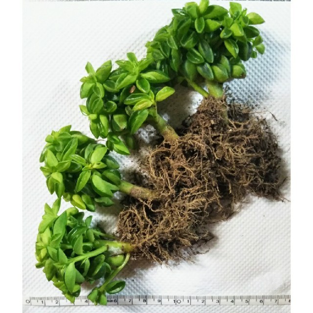 【!!抜き苗!!】ニパドラ 多肉植物 ペペロミア ハンドメイドのフラワー/ガーデン(その他)の商品写真