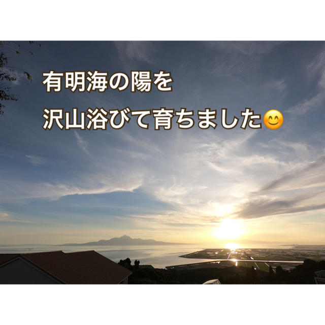 熊本県 完熟濃厚ミニトマト 500g ☆キャロルセブン☆ 農家直送 食品/飲料/酒の食品(野菜)の商品写真