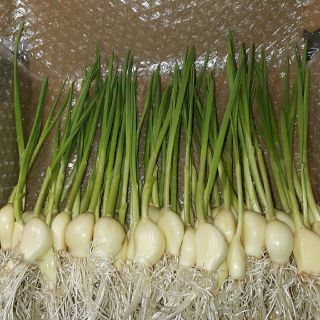 無農薬栽培にんにくスプラウト200g30本～35本(野菜)