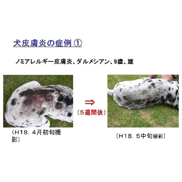 【カネユキ様専用】犬・猫 健康補助食品 サプリ 無添加　250g その他のペット用品(ペットフード)の商品写真