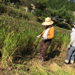 ココさん専用です。(米/穀物)