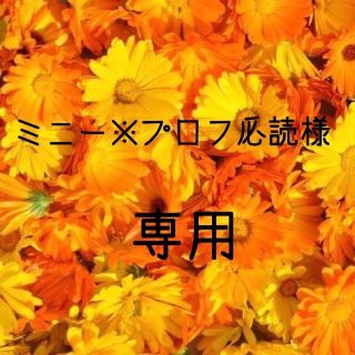 ミニー様専用  お米　令和元年　愛媛産ミルキークイーン　白米　20㎏(米/穀物)
