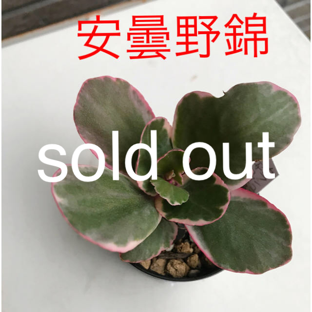 格安saleスタート】 レア❤️☆安曇野錦☆抜き苗☆斑入り☆多肉植物 ...