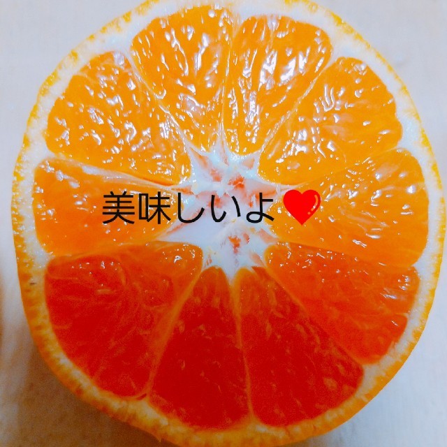 和歌山美味しい有田みかん(大玉) 食品/飲料/酒の食品(フルーツ)の商品写真