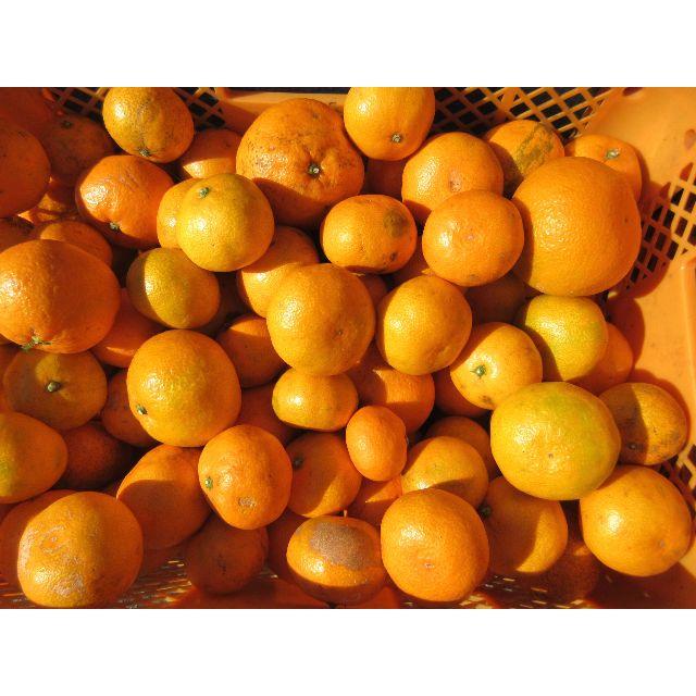 みかん 10kg🍊湯河原みかん 訳ありご家庭用不選別 早生～ 数量限定⑫ 食品/飲料/酒の食品(フルーツ)の商品写真