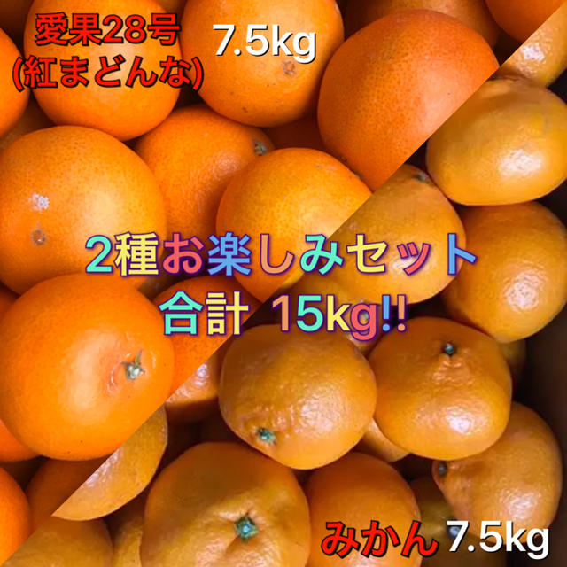 みかん 愛果28号 紅まどんな 2種セット 15kg 訳あり 送料込み 食品/飲料/酒の食品(フルーツ)の商品写真